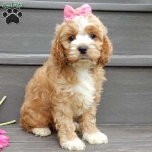 Blossom, Cockapoo Puppy